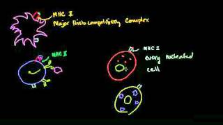 Cytotoxic T Cell in Bangla [upl. by Leavelle99]