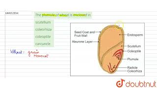 The plumule of wheat is enclosed in  12  MORPHOLOGY OF FLOWERINGPLANTS  BIOLOGY  VMC MODUL [upl. by Ecitnerp]