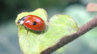 Adalia bipunctata ladybug [upl. by Leissam743]