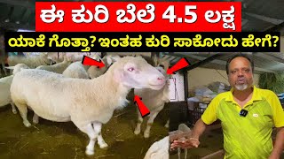 ಈ ಕುರಿ ಬೆಲೆ 45 ಲಕ್ಷ ಯಾಕೆ ಗೊತ್ತಾ Sheep farming in Karnataka Yalaga Kenguri Dorper Kuri farm Kannada [upl. by Reina]