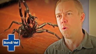 Tim Faulkner Finds Two Funnel Web Spiders In Friends House  Bondi Vet [upl. by Egon626]