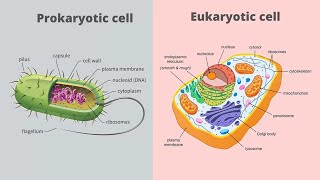 Prokaryotic vs Eukaryotic Cells  Difference between Prokaryotic amp Eukaryotic Cells  Class9  CBSE [upl. by Mable]