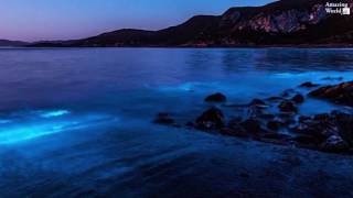 Bioluminescence event at Preservation Bay in Tasmania [upl. by Ezara]