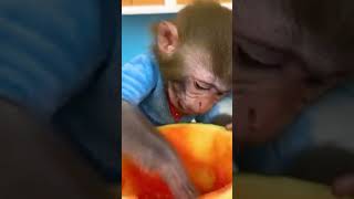 Monkey baby bathroom shower short clip [upl. by Cathie]