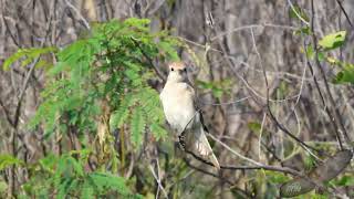 荒漠伯勞  Isabelline Shrike  Lanius isabellinus [upl. by Sunny]