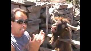 Very funny a man argues with spitting goat [upl. by Junji878]