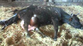 Jersey Cow Giving Birth Pt 2 [upl. by Vi]