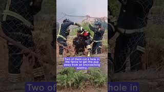 Firefighters save dog from an approaching wildfire in Spain  Humankind shorts goodnews [upl. by Adnohser]