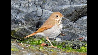 HERMIT THRUSH [upl. by Anilesor]