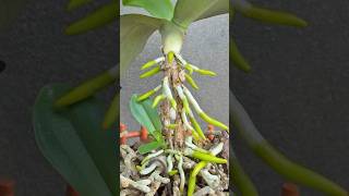 The magic potion helps dry orchid roots grow new healthy roots [upl. by Dwyer]