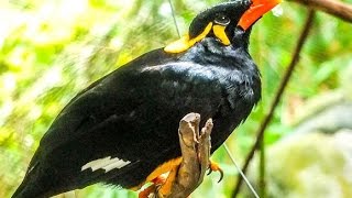 Talking birds  Palawan Mynah [upl. by Alyss]