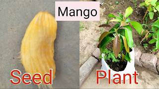 How To Grow A Mango Seed In Water Growing Mango From Seed  Germinate To Week 4 [upl. by Lessard188]