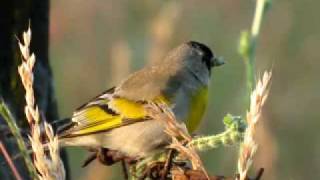 Carduelis Lawrencei [upl. by Enilorac]