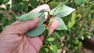 Коричник камфорный или камфорное дерево Cinnamomum camphora or camphor tree [upl. by Adgam]