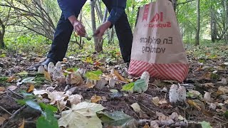 เห็ดถั่วฝรั่ง Ep6 Coprinus comatusFjällig BläcksvampShaggy mane [upl. by Nickolaus444]