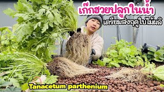 ต้นเก๊กฮวยปลูกในน้ำ ย้ายลงกระถางรอส่งช่วงสปริง☘️ Tanacetum Parthenium in Aquaponics EP1091 [upl. by Anec]