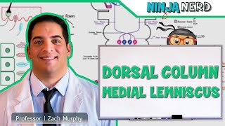 Ascending Tracts  Dorsal Column Medial Lemniscus Pathway [upl. by Merell772]