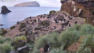 TawakiCam  Erectcrested penguins in Anchorage Bay Antipodes Island [upl. by Aydan]