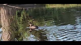 Pied Billed Grebe in Winter Plumage [upl. by Wilfred]