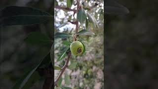 Almond leaf pear pyrus spinosa forssk [upl. by Martita]