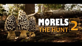 Foraging amp Photography  Morels The Hunt 2  PC Gameplay  Lets Try [upl. by Aymahs]