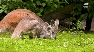 Bergkängurus im Tierpark Berlin  Common wallaroos at Tierpark Berlin [upl. by Martin]