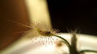 Sundew Drosera scorpioides feeding on a gnat [upl. by Raymund241]