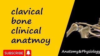 Clinical anatomy of clavicle bone  upper limb anatomy  bd chaurasia [upl. by Lemyt]