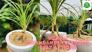 kuru wetakeiya Pandanus tectorius bonsai at home easy වැටකෙයියා බොන්සායි කරමු [upl. by Johanna]