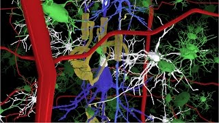 Animation fly through of brain Neurons in 3d animation [upl. by Ameyn]