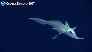 Okeanos Explorer Video Bite Longnose Chimaera Steals the Spotlight [upl. by Yema414]