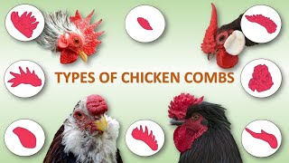 Types of Chicken Combs 🐔  Rooster  Poultry  Hen [upl. by Naitsabes574]