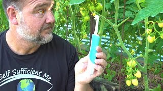 Toothbrush Tomato Trick to Get Better Fruit Set amp Flower Pollination [upl. by Wallford550]