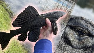 GIANT invasive catfish BROKE my rod Sight fishing Plecos in Orlando ponds [upl. by Knowles986]