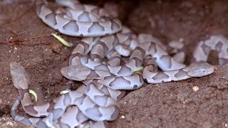 NEST of COPPERHEADS  Southern Copperhead Facts and information [upl. by Inatirb]