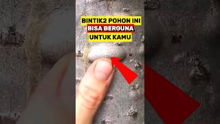 Cairan Pohon ini Bisa Sangat Berguna saat Survival Di Hutan‼️ [upl. by Ode]