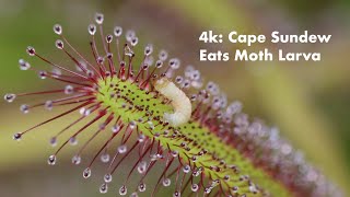 4k Cape Sundew Devours Live Moth Larva [upl. by Swayne789]