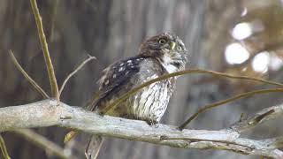 Chuncho Glaucidium nanum Vocalizando Aves de Chile [upl. by Glick68]