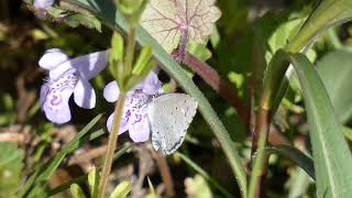 Holly Blue Butterfly Visits Alehoof Flowers [upl. by Sapphera]