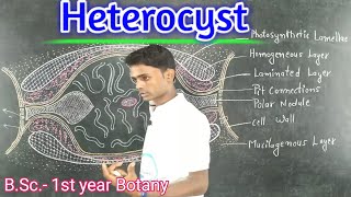 Lc12Heterocyst  Cyanobacteria BSc 1st year Botany  by Prahalad sir [upl. by Aiz]