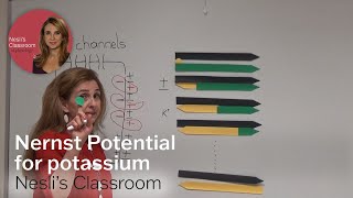 Nernst Potential for Potassium [upl. by Scharaga]