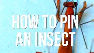 How to Pin an Insect [upl. by Nujra]