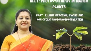 NEET PHOTOSYNTHESIS IN HIGHER PLANTS PART3 LIGHT REACTION CYCLICampNON CYCLICPHOTOPHOSPHORYLATION [upl. by Estell721]