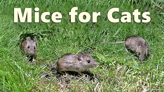 Cat TV  Mice for Cats to Watch  Mouse Squeaking for Cats 🐭 8 HOURS 🐭 [upl. by Chapman]