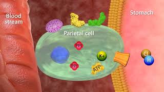 Mechanism of Action Proton Pumps Inhibitors [upl. by Nareht631]