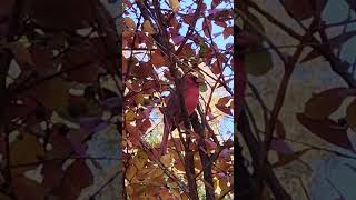 Northern Cardinal fall birds nature cardinalbird wildlife [upl. by Rennat430]