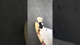 Skate sesh with my Peetie boy bestfriend dog doglover longboard skateboarding skaterdog fyp [upl. by Yevrah]