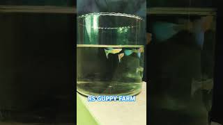 Guppy Topaz blueRSguppyfarm fish sale kanyakumari tamilnadu shorts shortvideoguppy [upl. by Erb782]