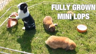 Fully Grown Mini Lop Rabbits [upl. by Merlina]