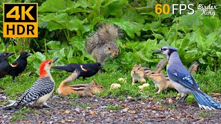 Cat TV for Cats to Watch 😺 Nonstop Chipmunks Birds Squirrels 🐿 8 Hours 4K HDR 60FPS [upl. by Apilef]